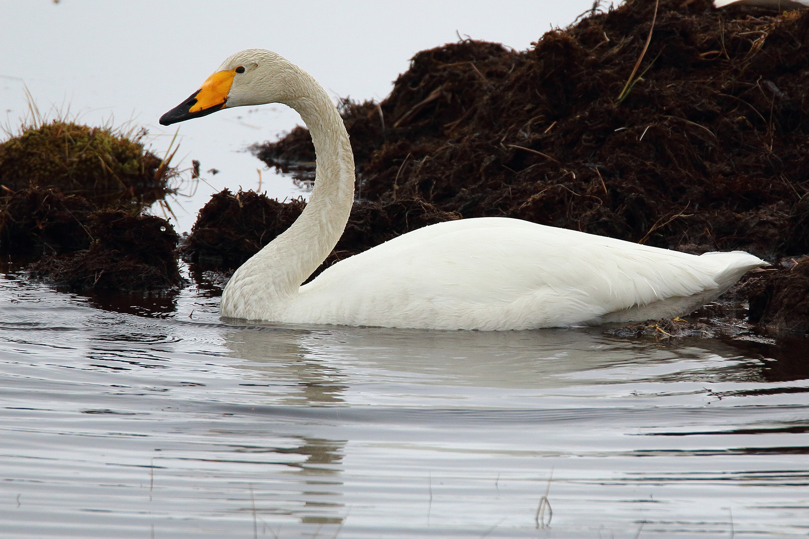 Singschwan