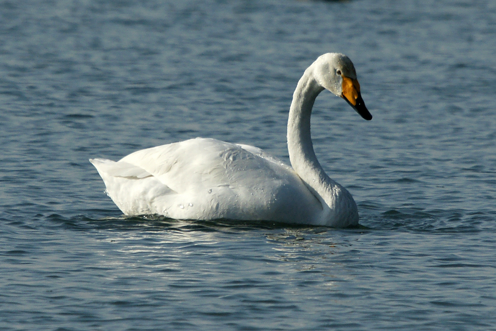 Singschwan