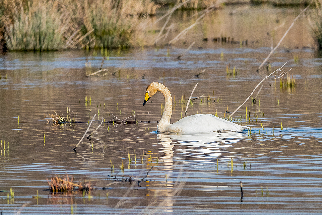 Singschwan