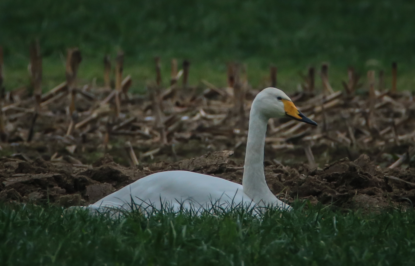 Singschwan