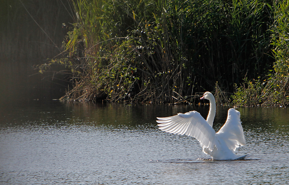 Singschwan