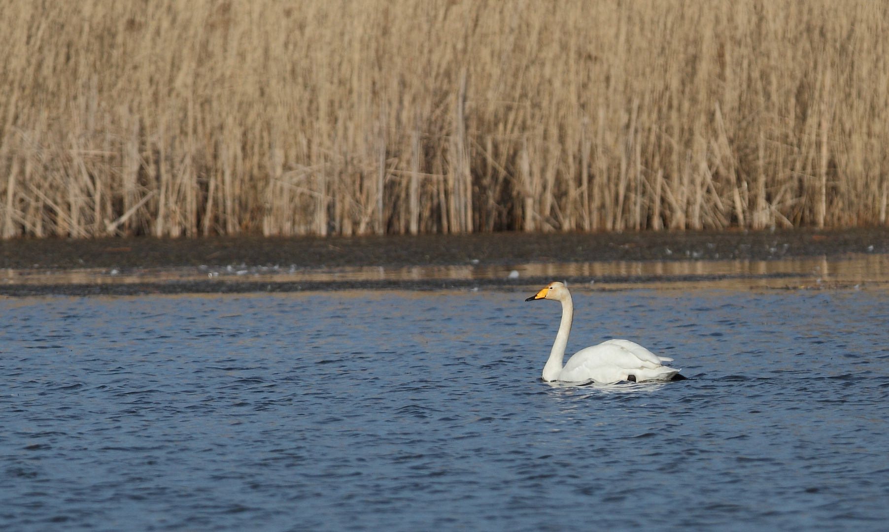 Singschwan