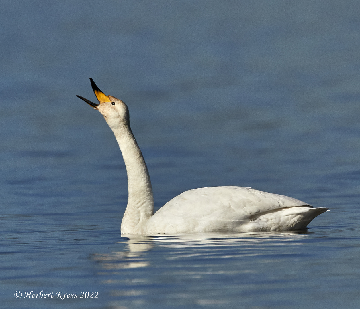 Singschwan