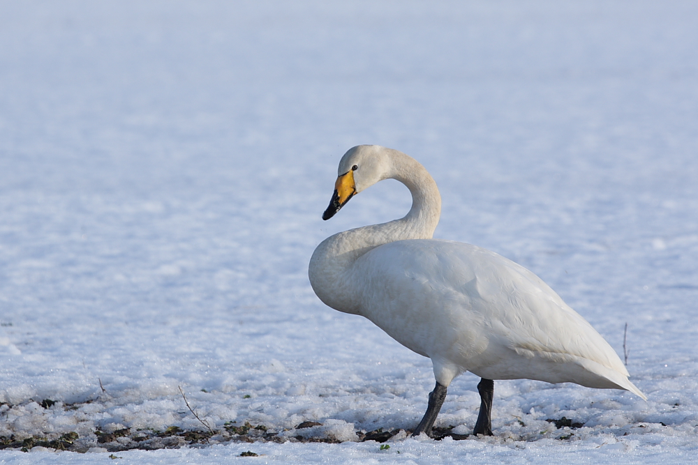 Singschwan