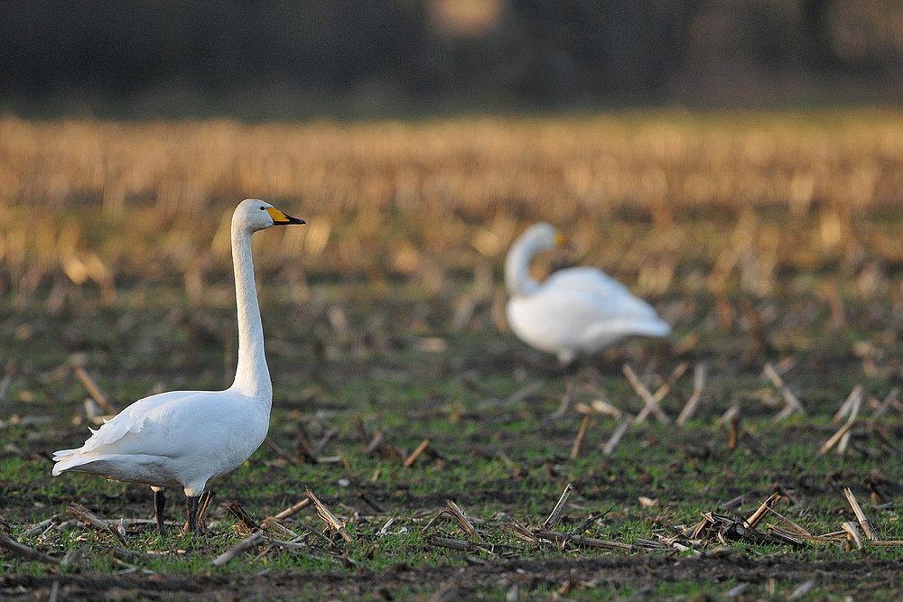 Singschwan – Abendmahl