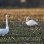 Singschwan – Abendmahl