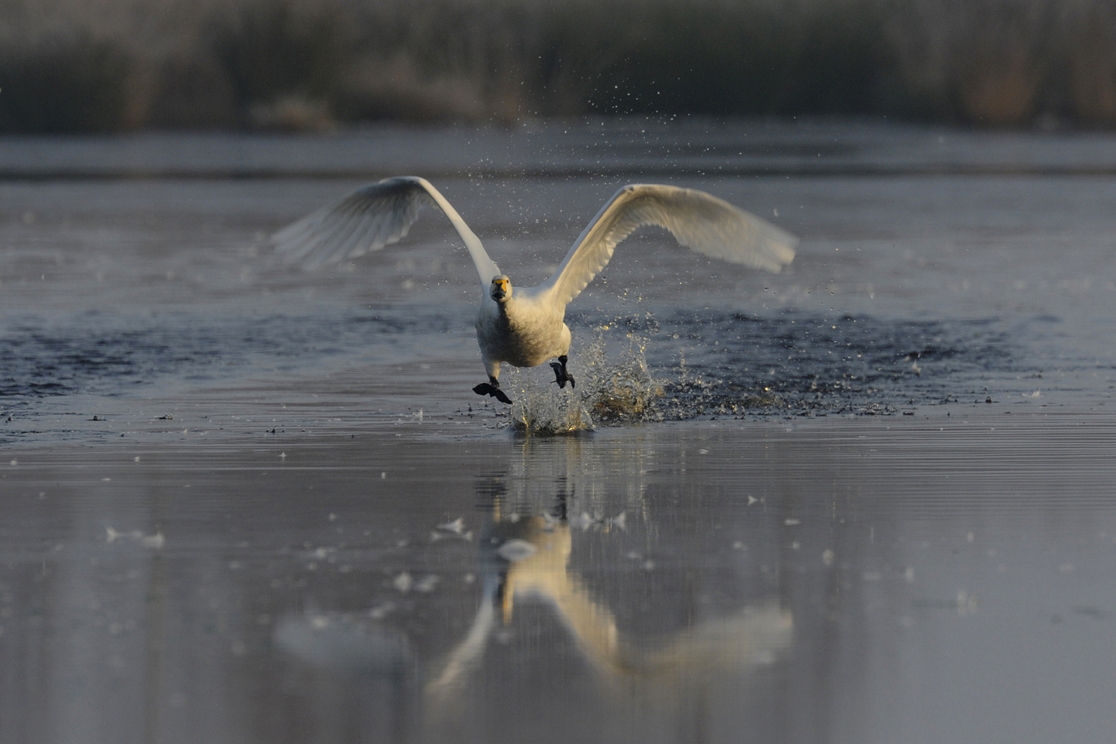 Singschwan am Start