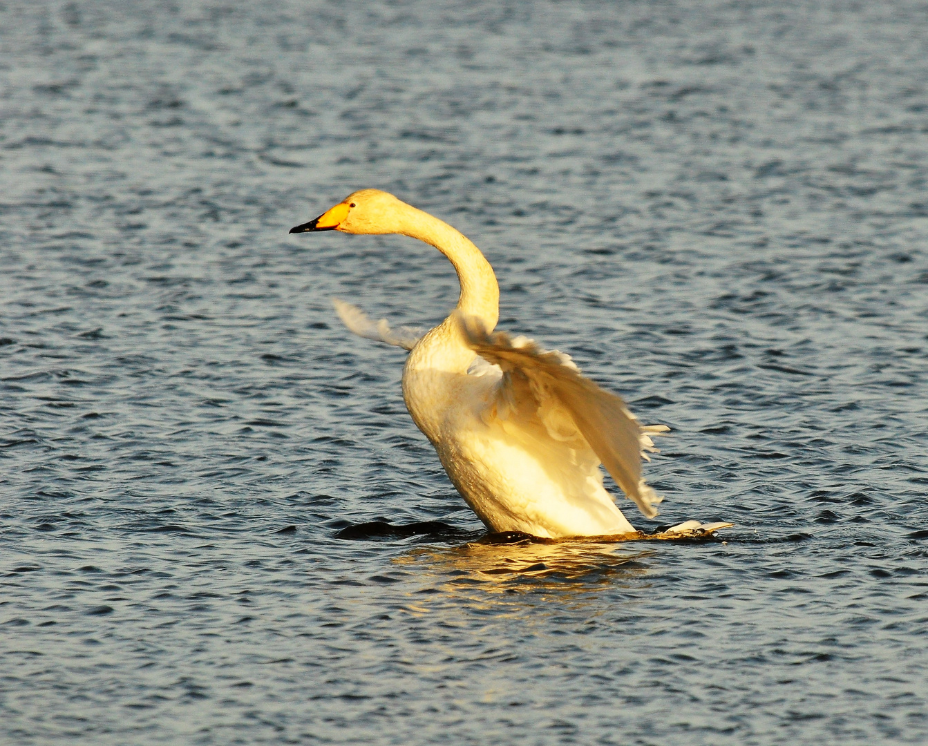 Singschwan angestrahlt