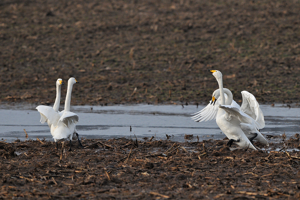 Singschwan - Ankunft