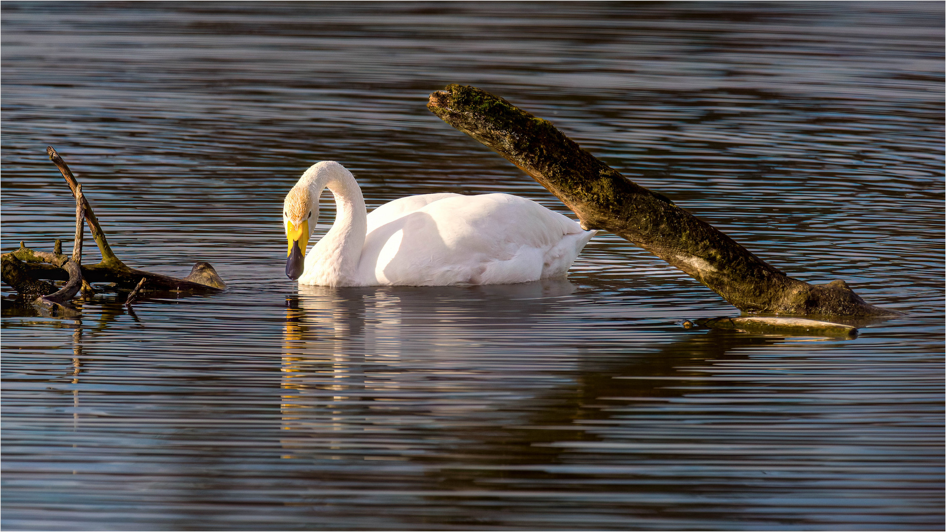 Singschwan auf der Reuss