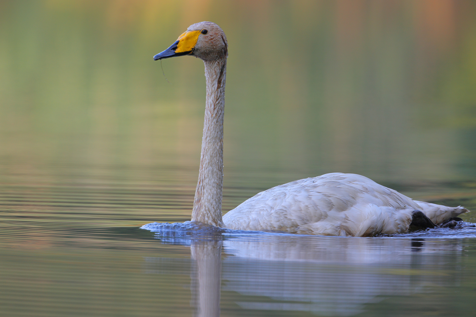 Singschwan