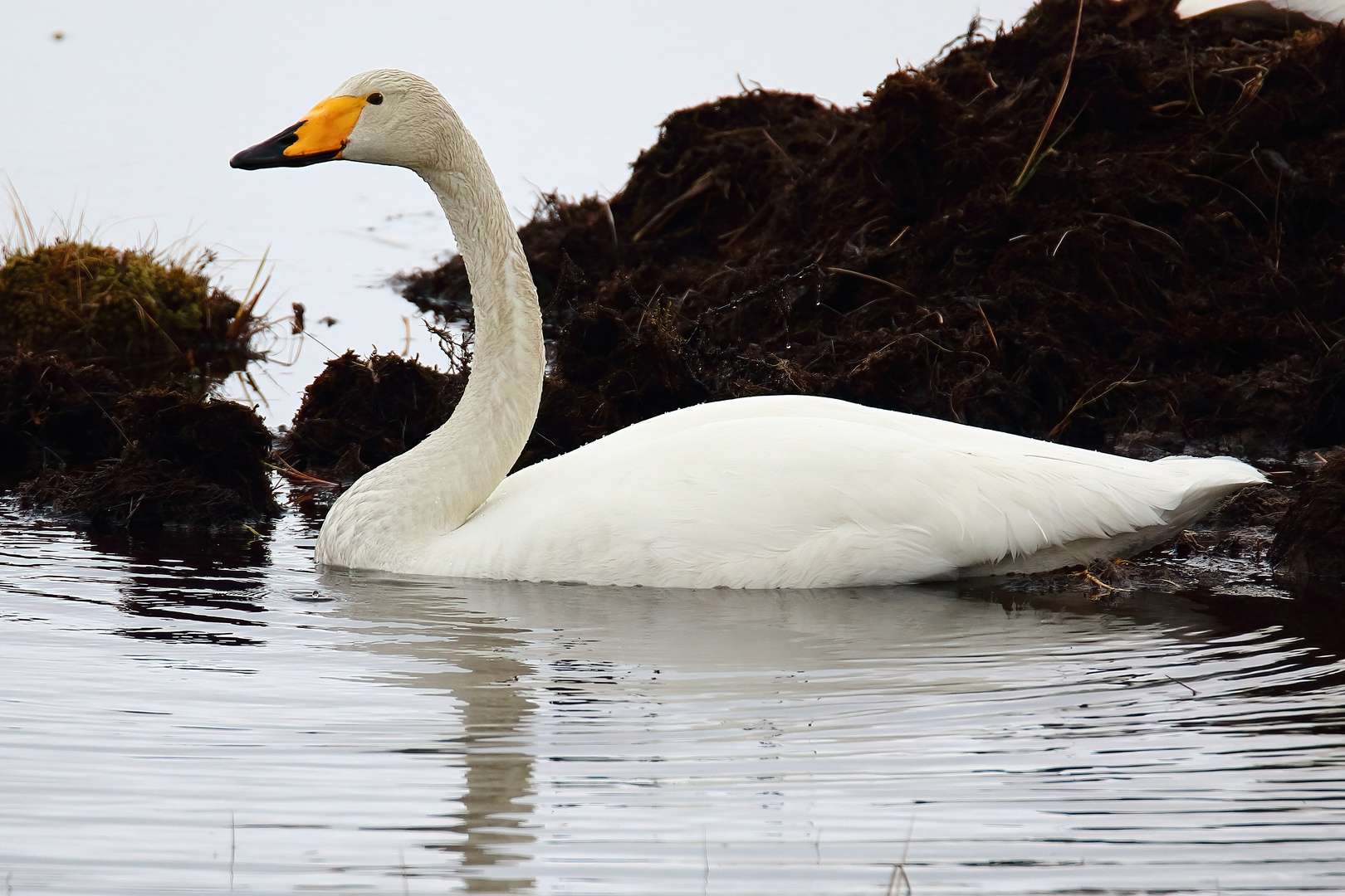 Singschwan