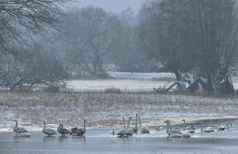 Singschwan - Baden am Morgen