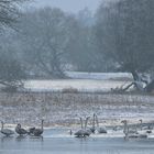 Singschwan - Baden am Morgen