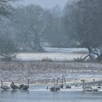 Singschwan - Baden am Morgen