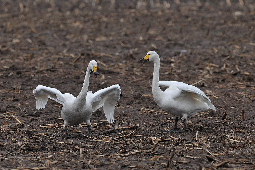 Singschwan – Balz bei 31 Grad