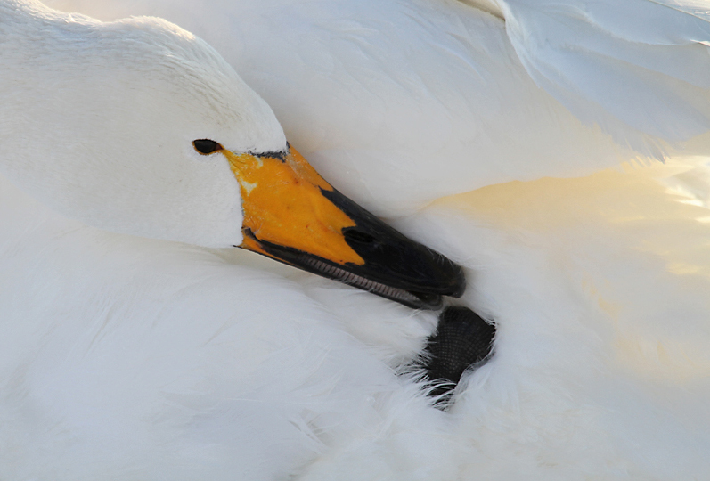 Singschwan bei der Gefiederpflege