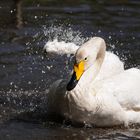 Singschwan beim Baden