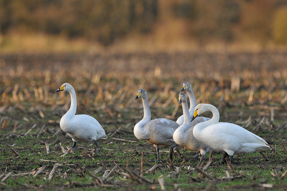 Singschwan – Beratung