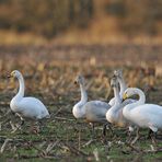 Singschwan – Beratung