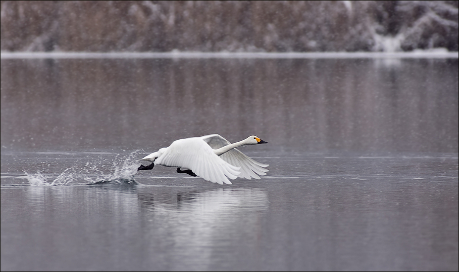 Singschwan