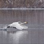 Singschwan