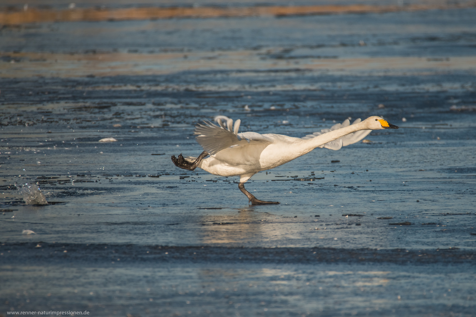 Singschwan 