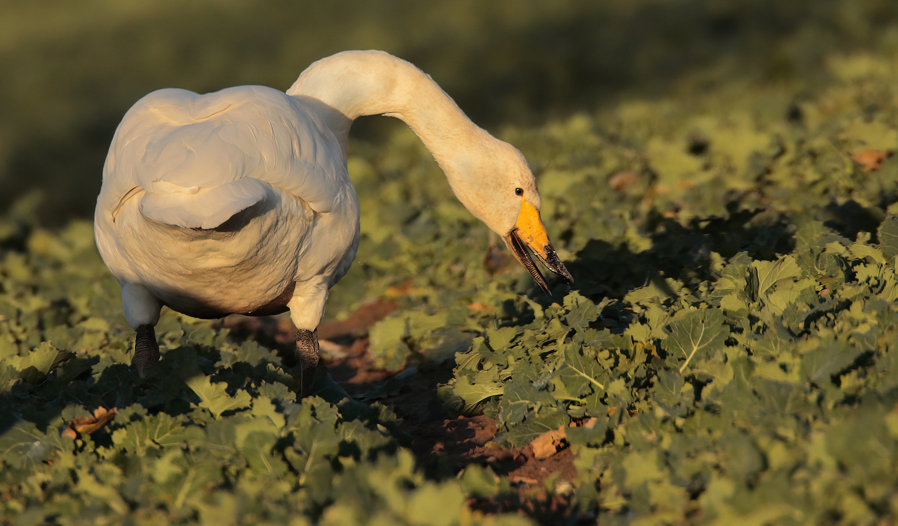 Singschwan Cygnus-cygnus