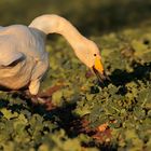 Singschwan Cygnus-cygnus