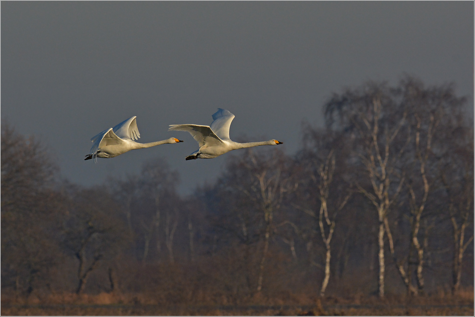 Singschwan - Cygnus cygnus