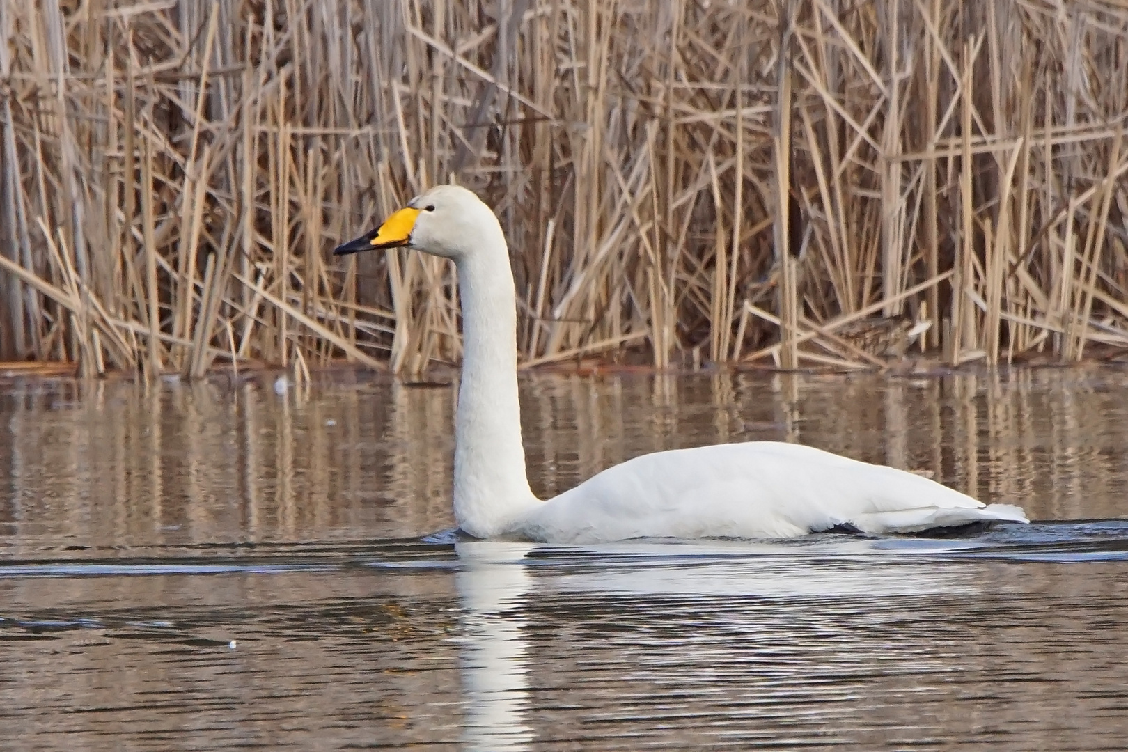 Singschwan (Cygnus cygnus)