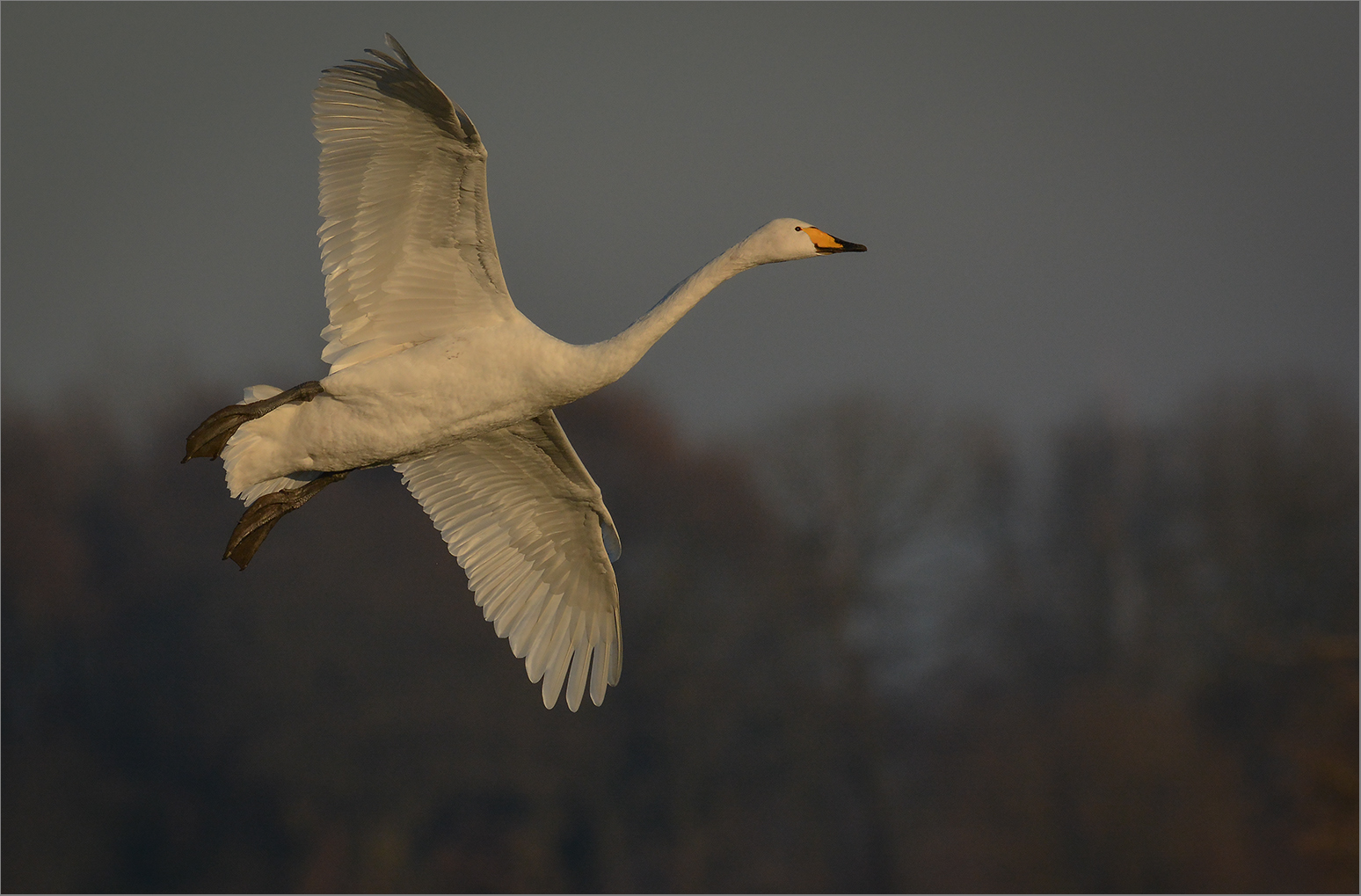 Singschwan  -  Cygnus cygnus