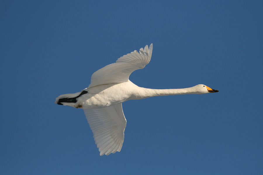 Singschwan (Cygnus cygnus)