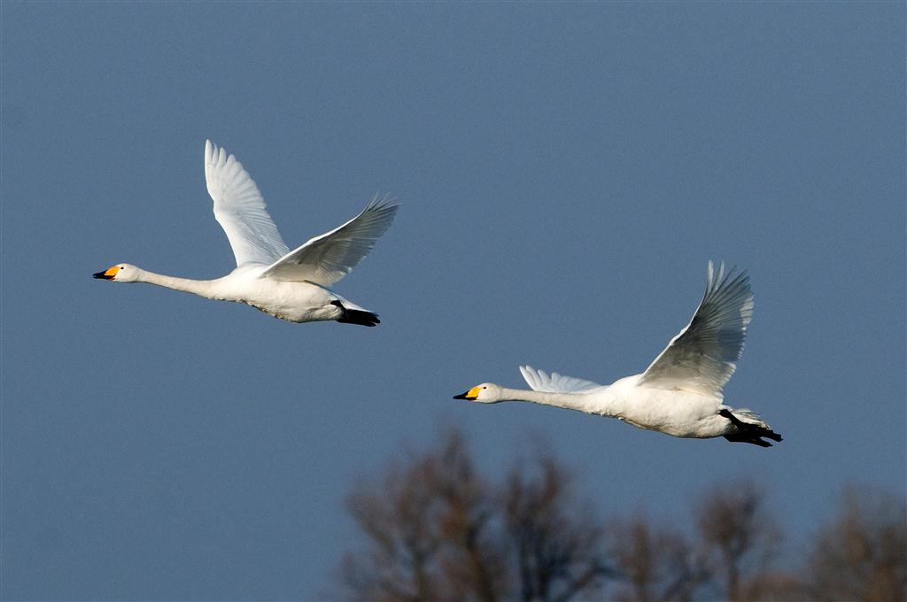 Singschwan (Cygnus cygnus)