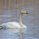 Singschwan (Cygnus cygnus)