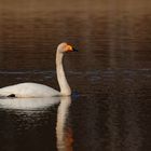 Singschwan Cygnus cygnus