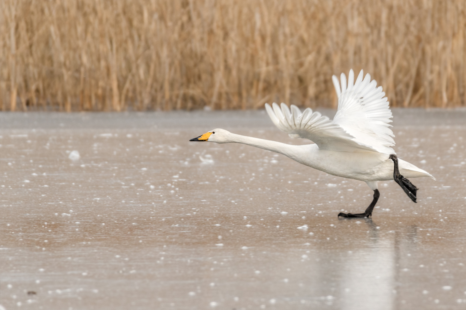 Singschwan (Cygnus cygnus)