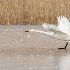 Singschwan (Cygnus cygnus)