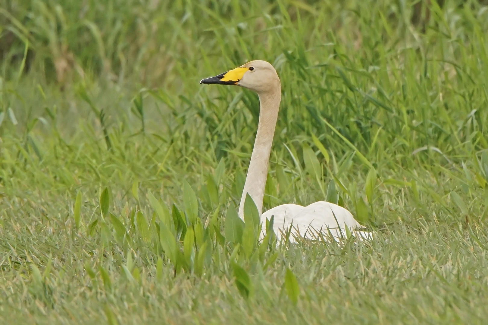 Singschwan (Cygnus cygnus)