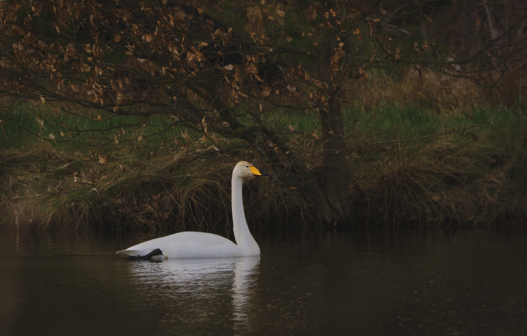 Singschwan (Cygnus cygnus)