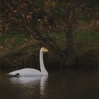 Singschwan (Cygnus cygnus)