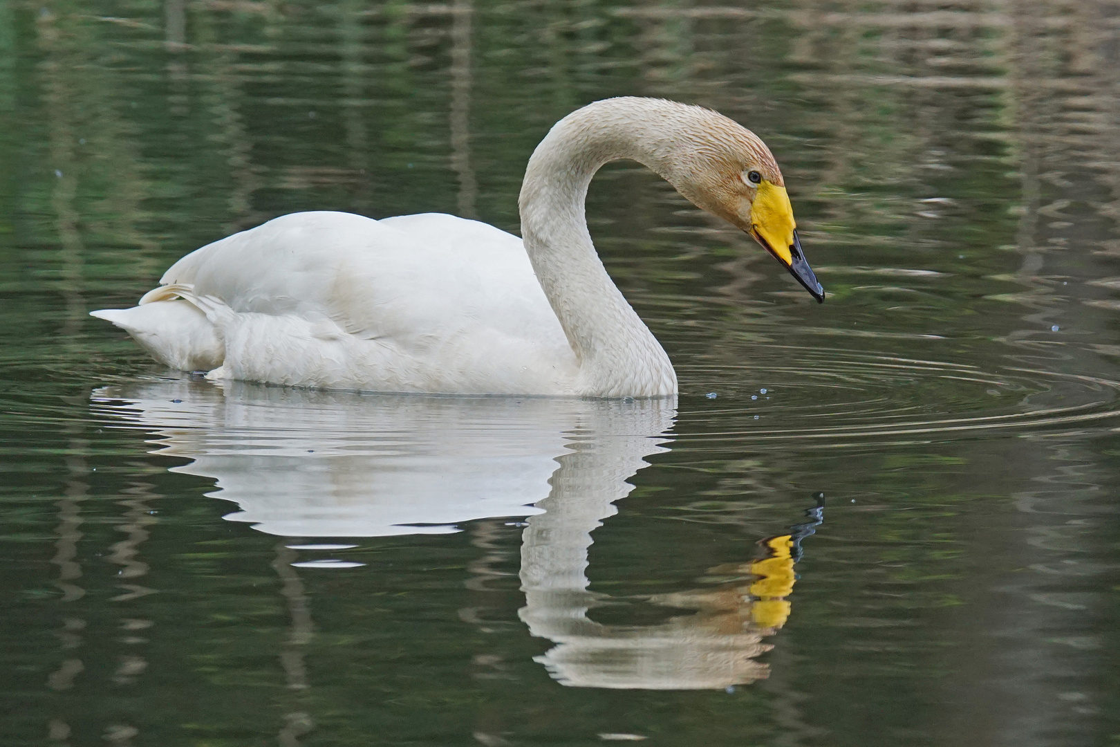 Singschwan (Cygnus cygnus)