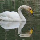 Singschwan (Cygnus cygnus)