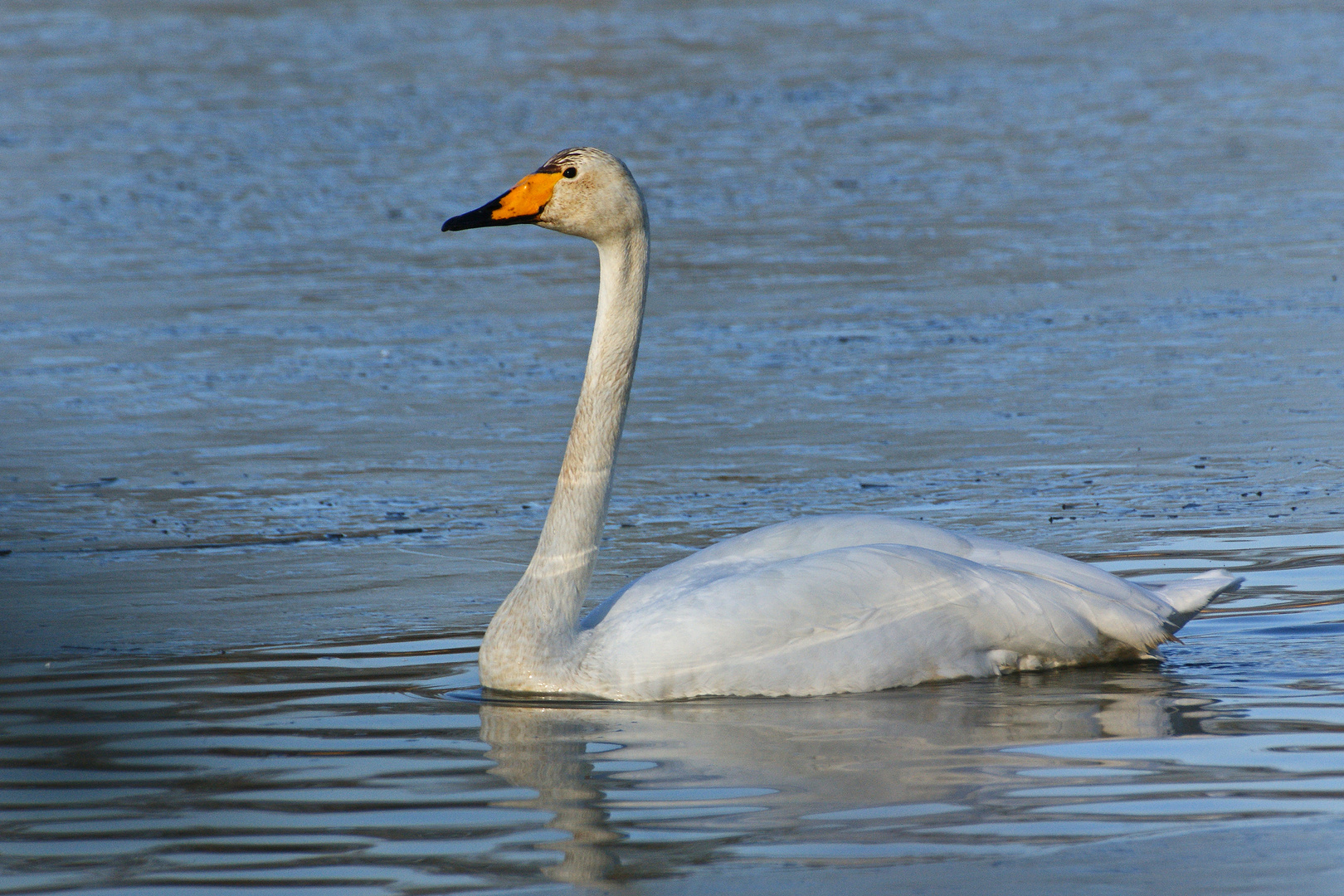 Singschwan (Cygnus cygnus)