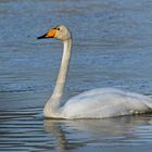 Singschwan (Cygnus cygnus)