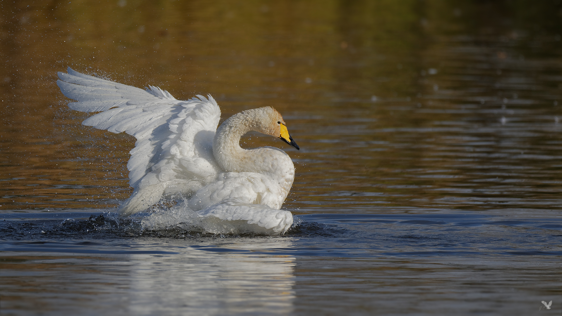 Singschwan (Cygnus cygnus) beim baden ... 