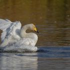 Singschwan (Cygnus cygnus) beim baden ... 