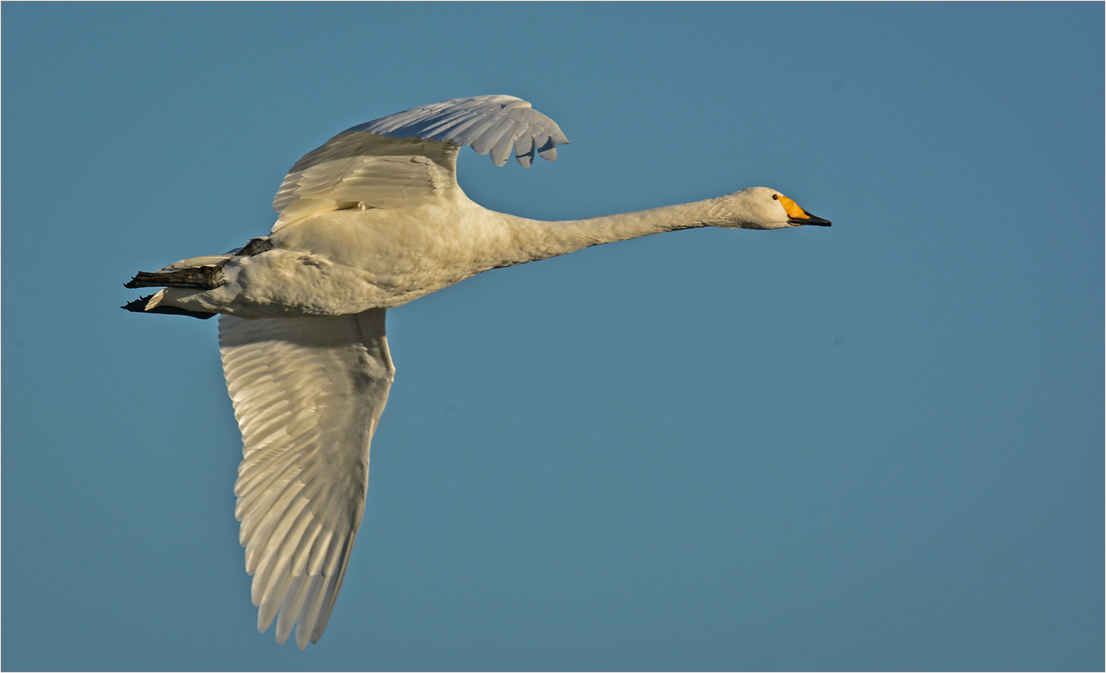 Singschwan  -  Cygnus cygnus