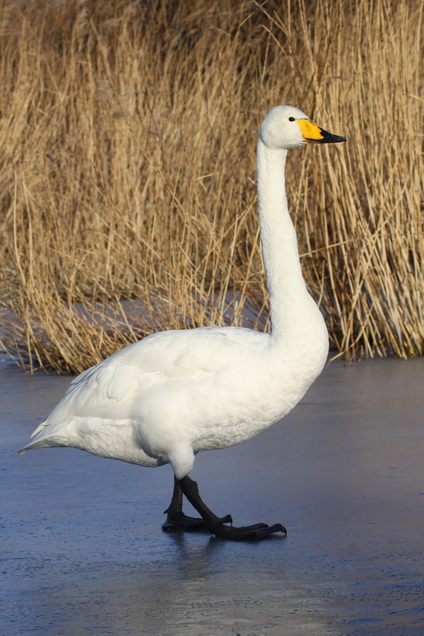 Singschwan ( Cygnus cygnus )