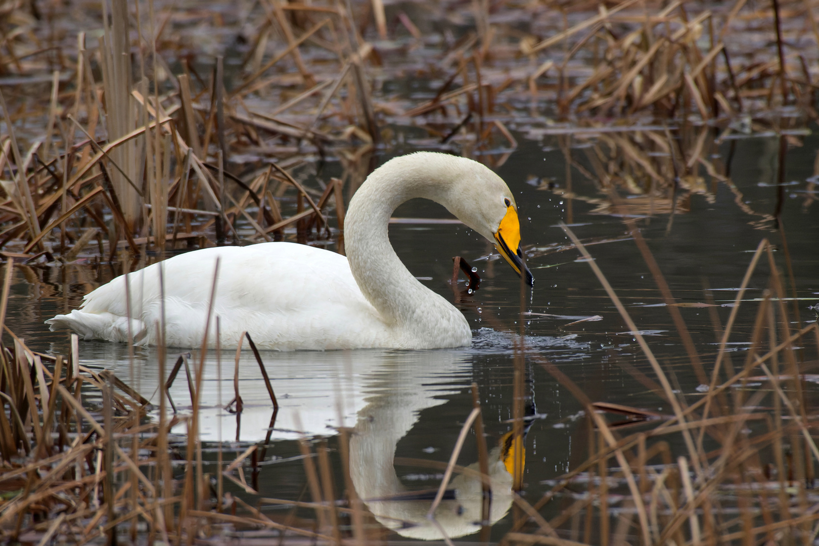 Singschwan (Cygnus cygnus)